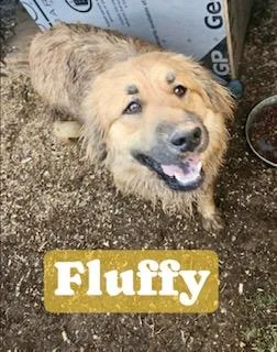 Fluffy thumbnail 3