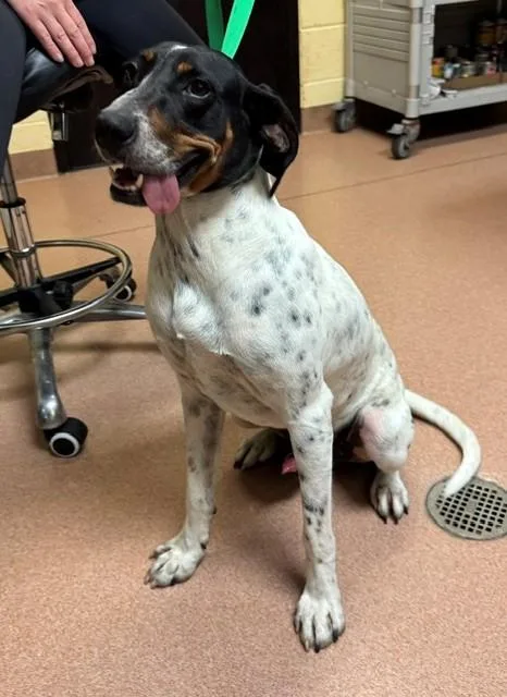 A young medium-sized male Treeing Walker Coonhound dog named Kurt for adoption in Cookeville, TN