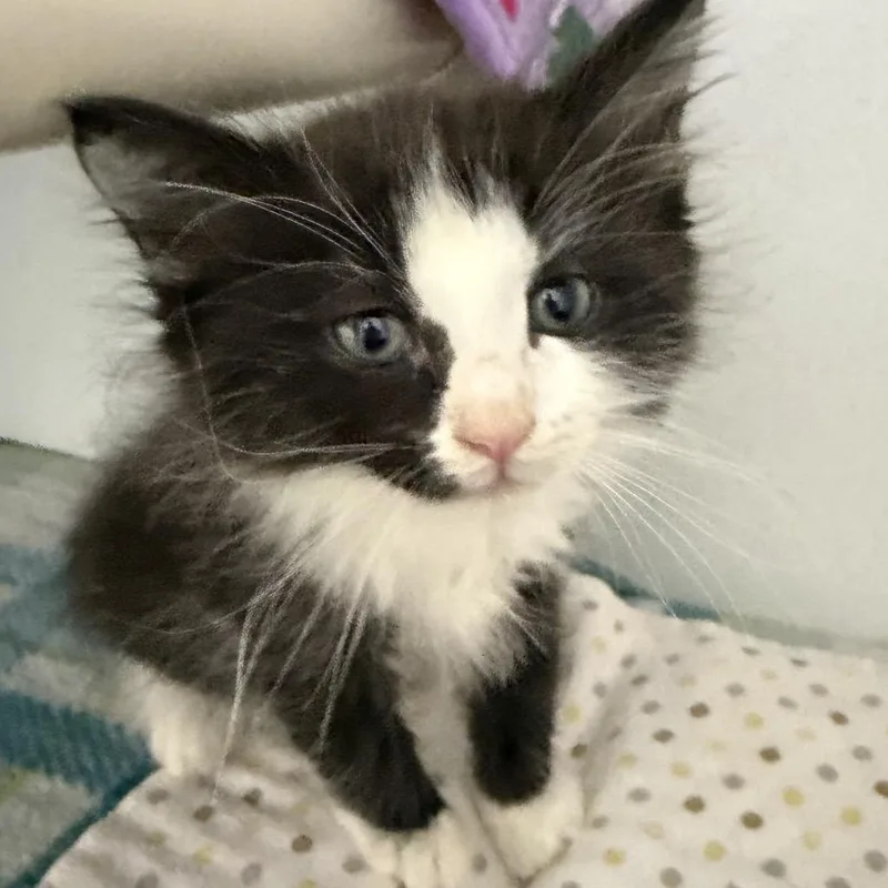 A baby small-sized male Domestic Medium Hair cat named Bentley for adoption in Franklin, NC