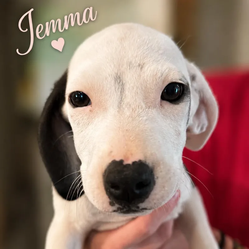 A baby small-sized female Black Beagle dog named Jemma for adoption in Opelika, AL