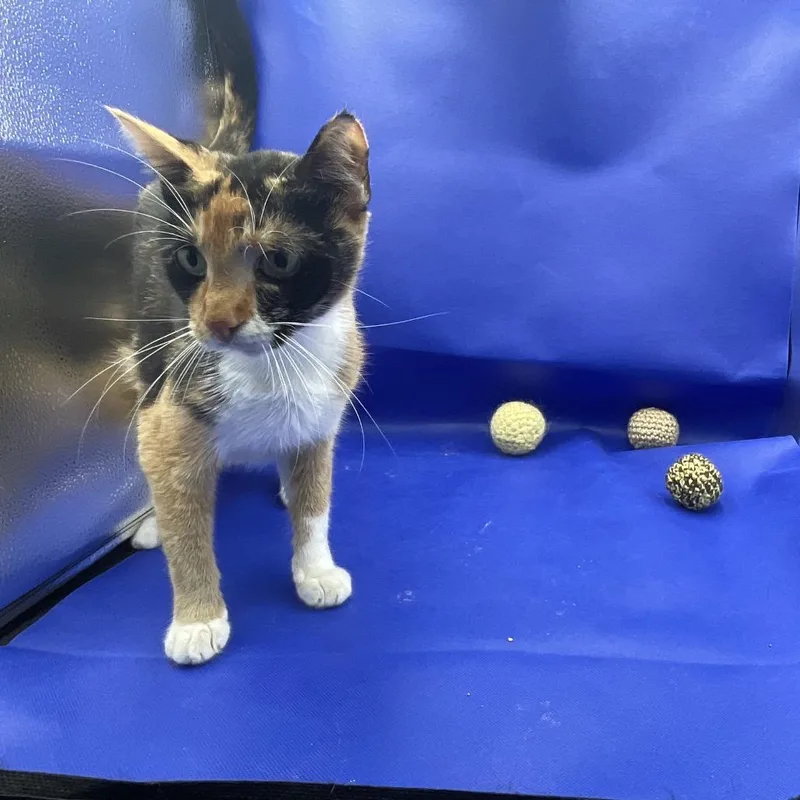 An adult medium-sized female Calico Domestic Short Hair cat named Pearl for adoption in Gonzales, LA