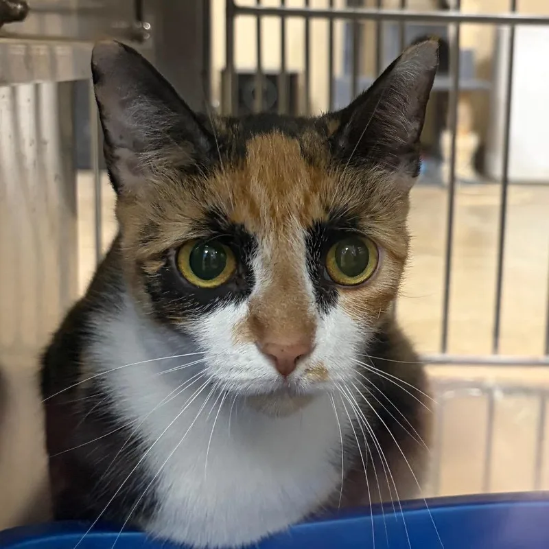 An adult medium-sized female Calico Domestic Short Hair cat named Callie for adoption in Palestine, TX