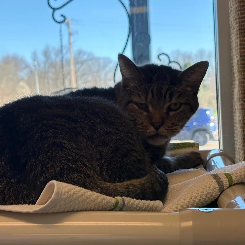 An adult large-sized male Brown / Chocolate Domestic Short Hair cat named Jake for adoption in Bristol, IN