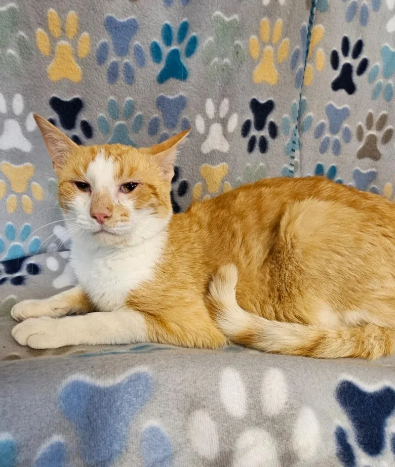 A young medium-sized male Domestic Short Hair cat named Socks for adoption in Wabash, IN