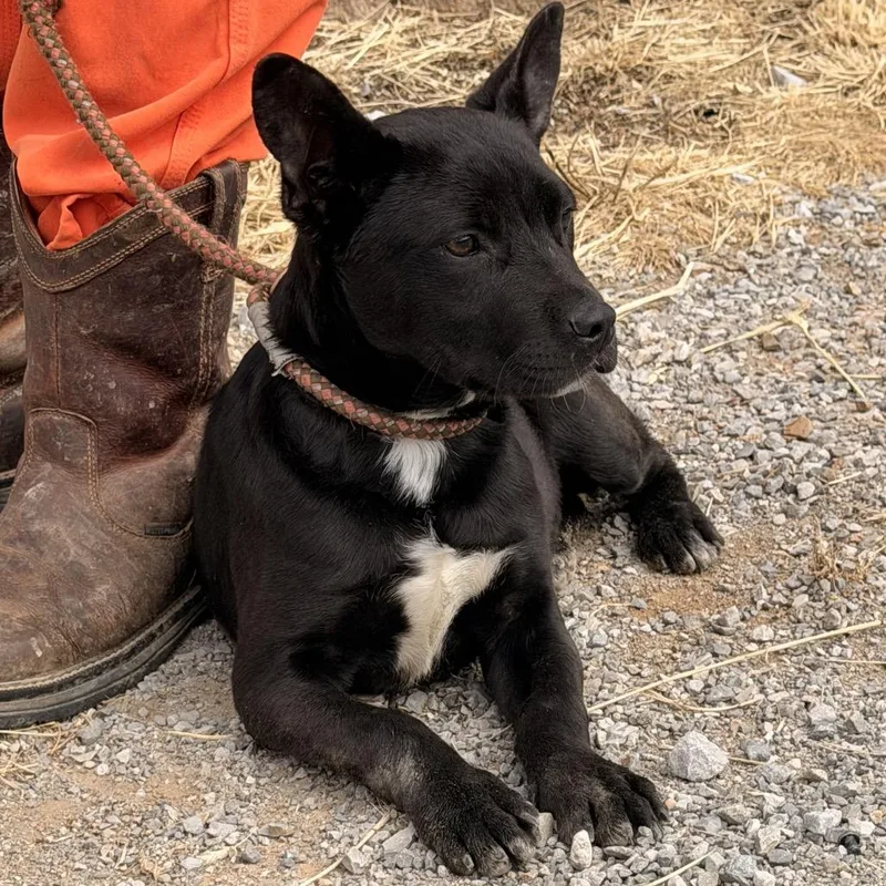 A baby small-sized male Black Terrier dog named Sebastian for adoption in Nashville, TN