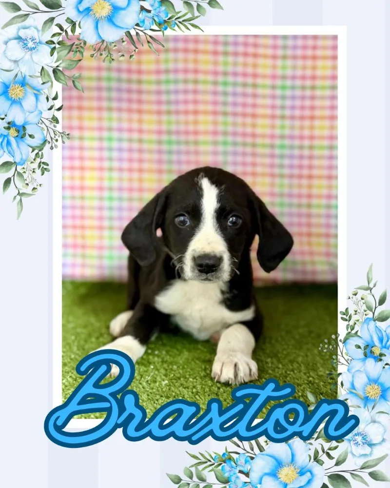 Braxton thumbnail 2