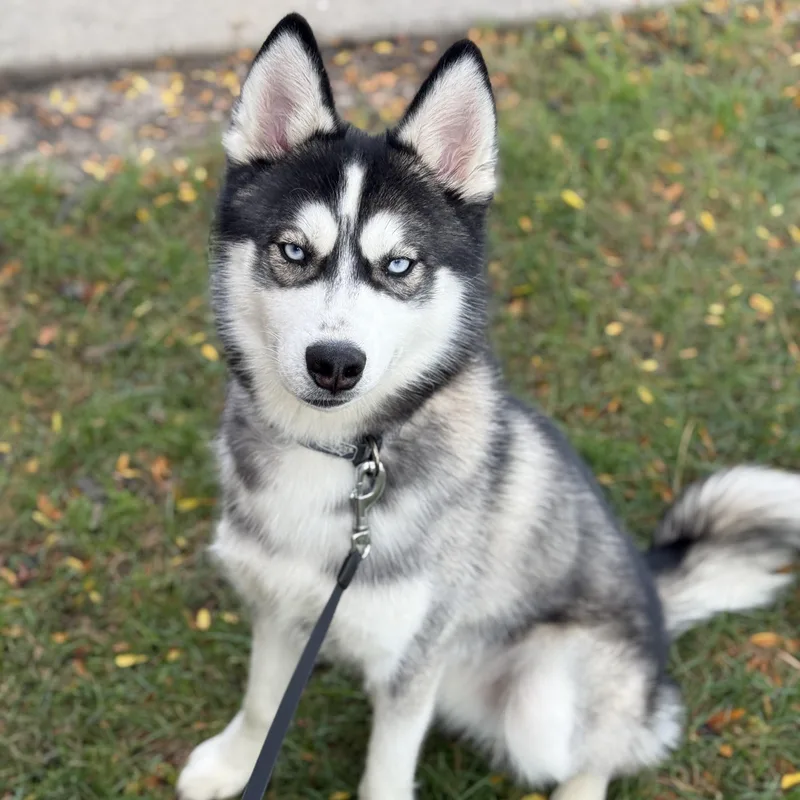 A young medium-sized male Black Husky dog named Chase for adoption in Watertown, WI