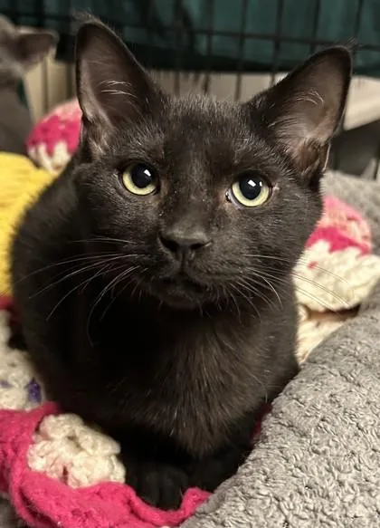 An adult small-sized female Domestic Short Hair cat named Cheryl for adoption in Phoenix, AZ