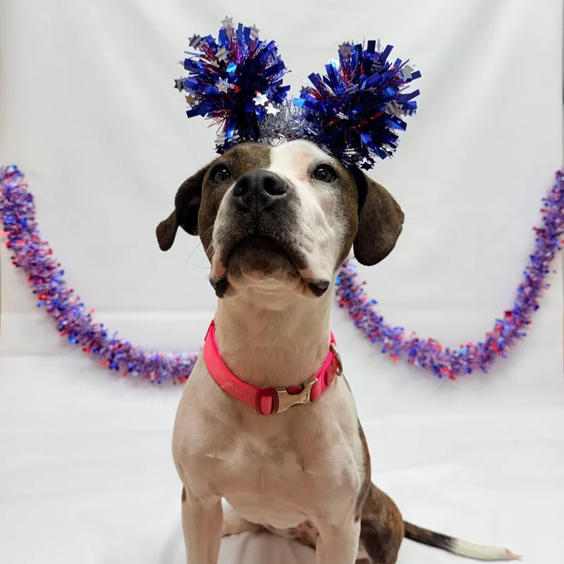 A young medium-sized female White / Cream American Staffordshire Terrier dog named Marley for adoption in Parker, CO