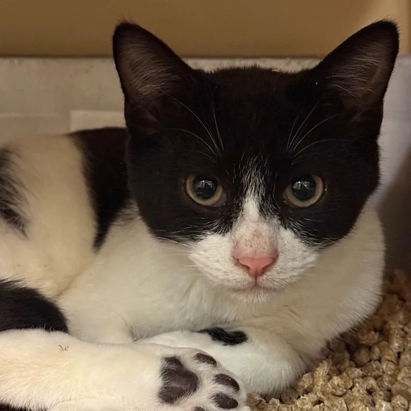 A baby small-sized male White Domestic Short Hair cat named Terracota Butler Campus for adoption in Flagstaff, AZ