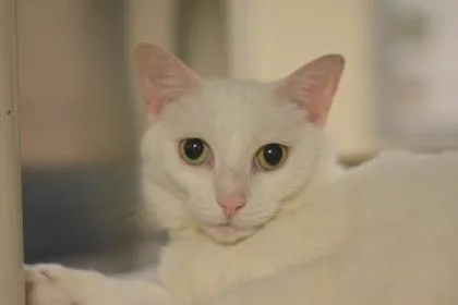 An adult medium-sized female Domestic Short Hair cat named Elsa for adoption in Fallston, MD