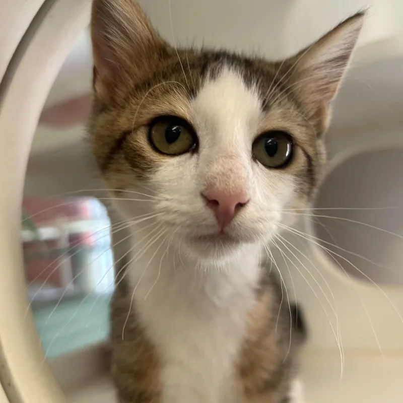 A young medium-sized female Domestic Short Hair cat named Rizzy for adoption in Southold, NY