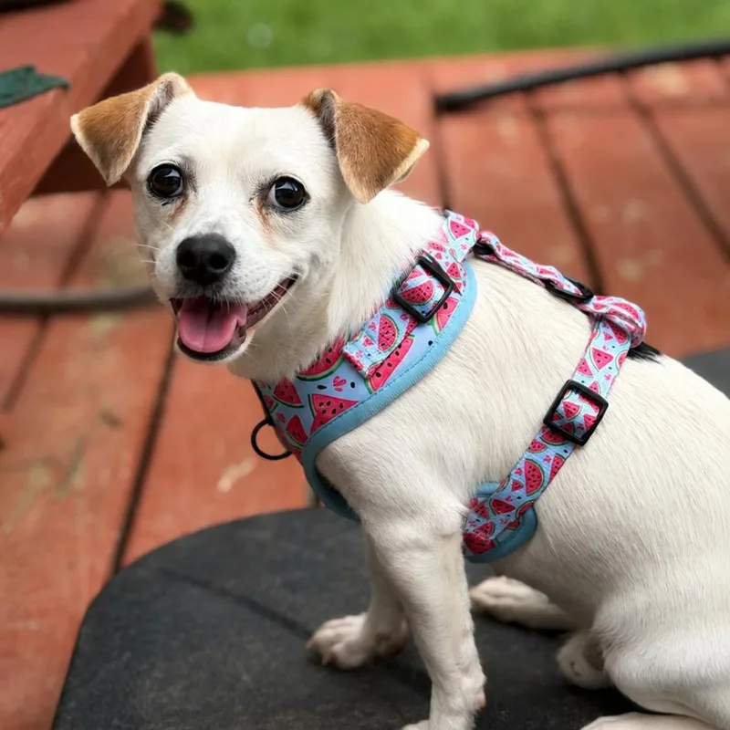 Skittles thumbnail 2