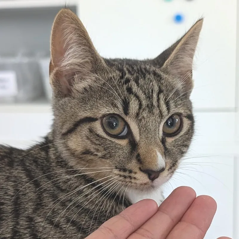A baby small-sized female Buff / Tan / Fawn Domestic Short Hair cat named Candy for adoption in Chapel Hill, NC