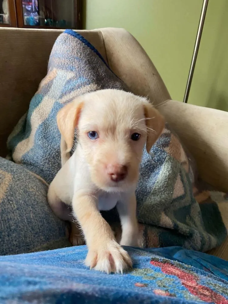 A baby small-sized male Brown / Chocolate Chihuahua dog named Nut for adoption in Pottstown, PA