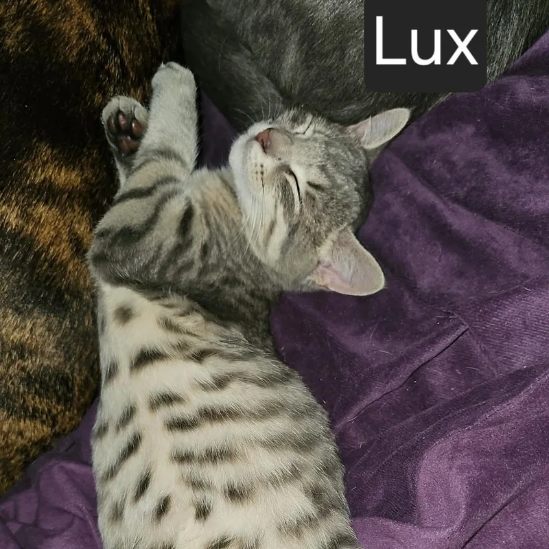 A young medium-sized male Tabby (Leopard / Spotted) Domestic Short Hair cat named Lux for adoption in SNOW HILL, NC