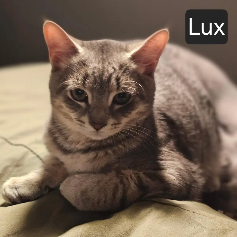 Lux thumbnail 2