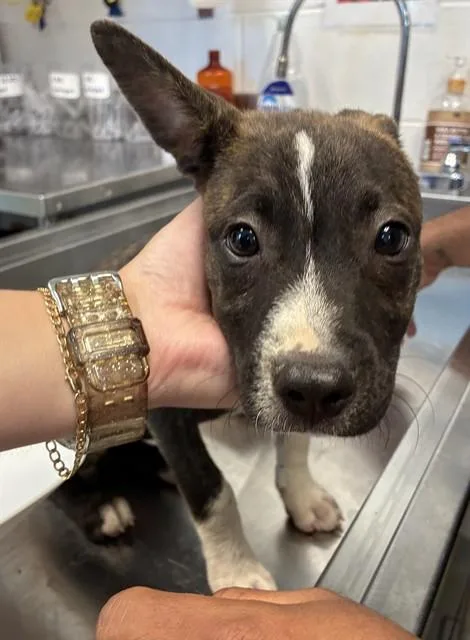 A baby small-sized female Terrier dog named Nyla for adoption in Haw River, NC