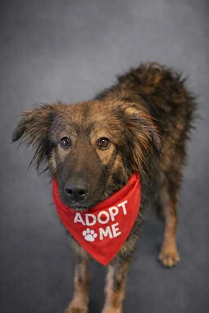 An adult large-sized female German Shepherd Dog dog named Sadie for adoption in Bowling Green, KY