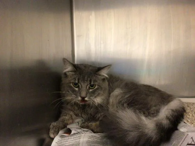 A young small-sized female Domestic Short Hair cat named Suzie for adoption in Riverside, CA