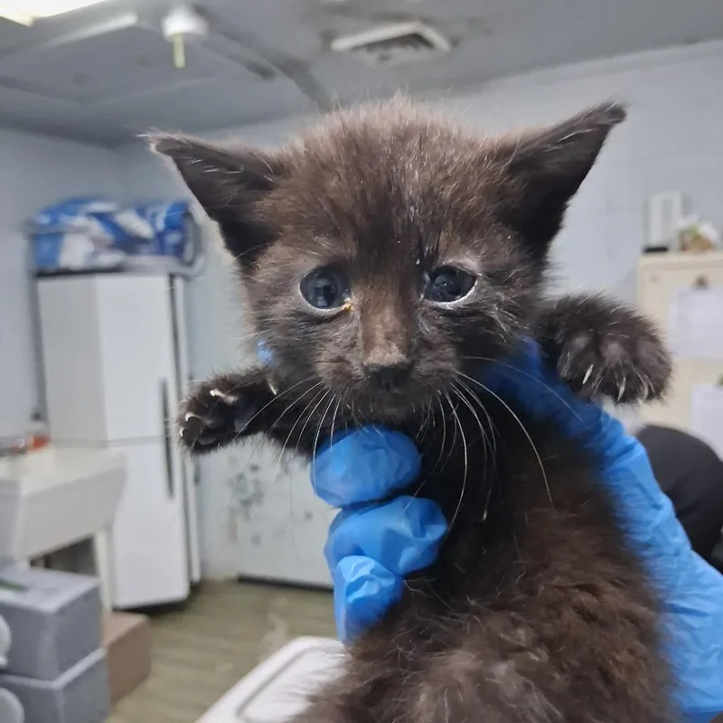 A baby small-sized male Black Domestic Short Hair cat named Dunken for adoption in Summerville, SC