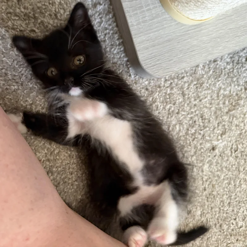 A baby medium-sized female Black & White / Tuxedo Domestic Short Hair cat named Mojito for adoption in Midvale, UT