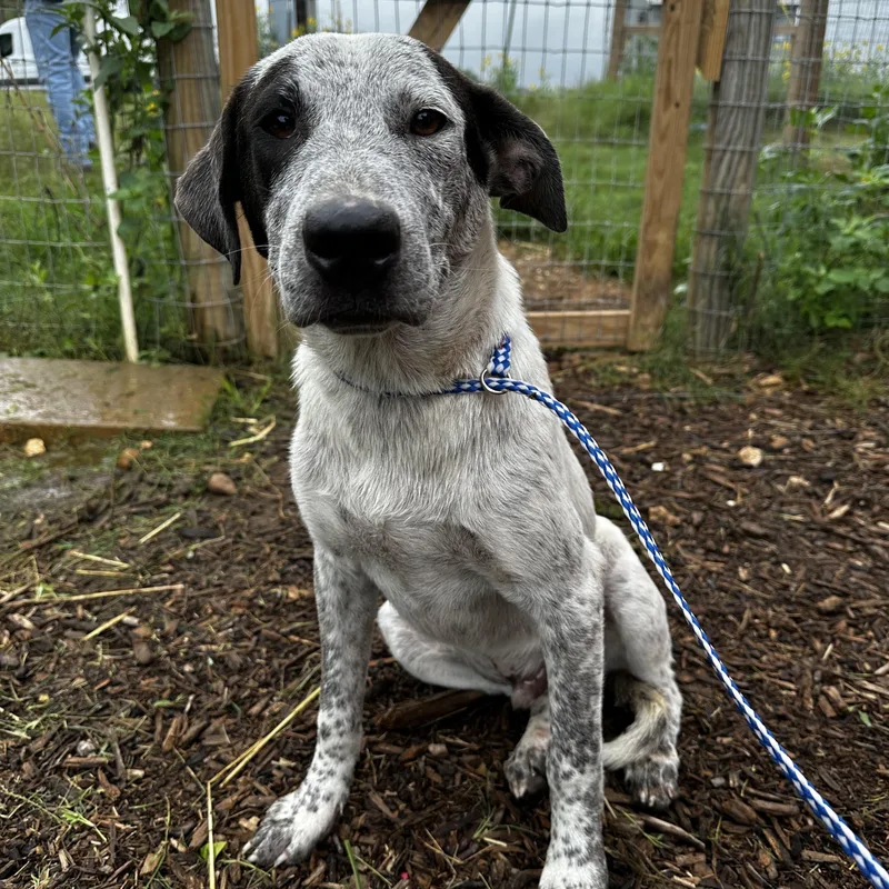 An adult large-sized male Bicolor Cattle Dog dog named Jake and Dannielle for adoption in Seguin, TX
