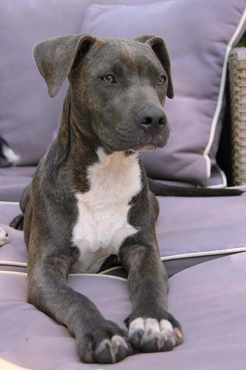 A baby medium-sized female Brindle Pit Bull Terrier dog named Ava for adoption in Monroe, NC