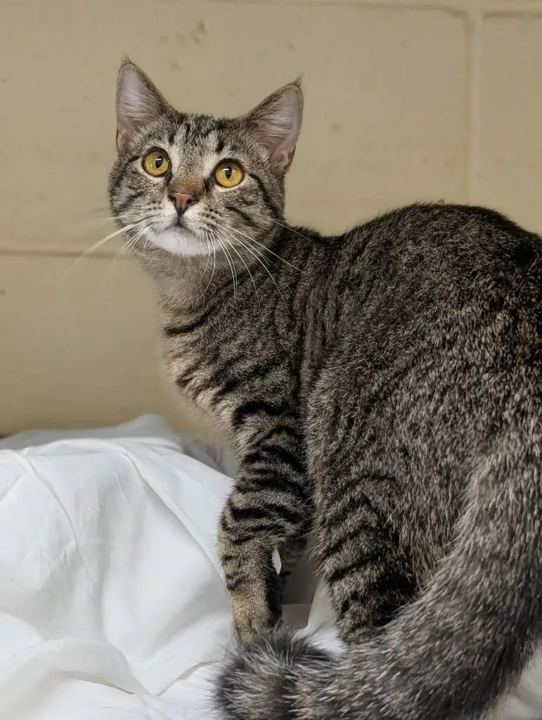 A baby medium-sized female Domestic Short Hair cat named Jane for adoption in Kingsland, GA