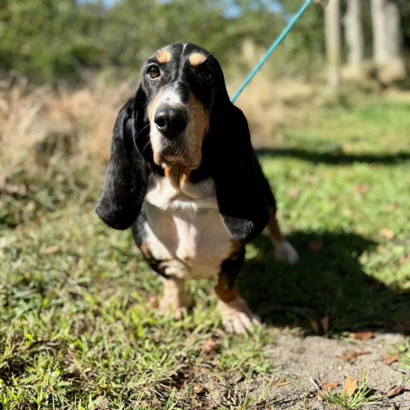 An adult medium-sized female Black Basset Hound dog named Maizie Jo for adoption in East Hampton, NY