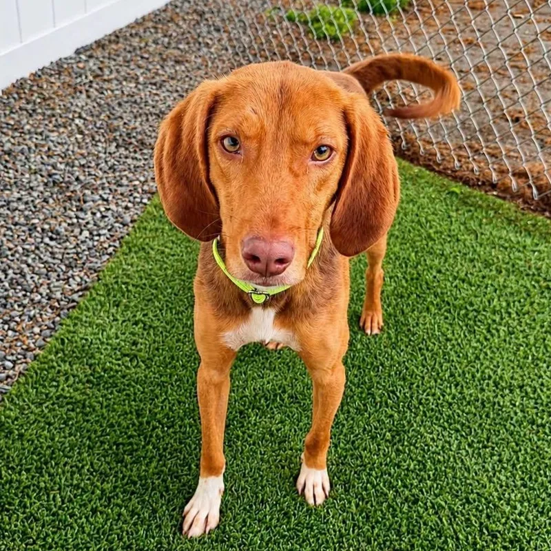 A young medium-sized male Brown / Chocolate Mixed Breed dog named Fletcher for adoption in Cranston, RI