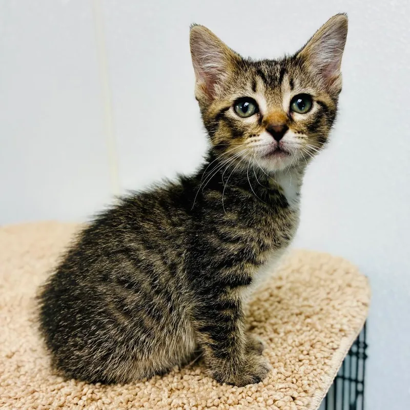 A baby small-sized male Brown / Chocolate Domestic Short Hair cat named Ross for adoption in Lebanon, MO