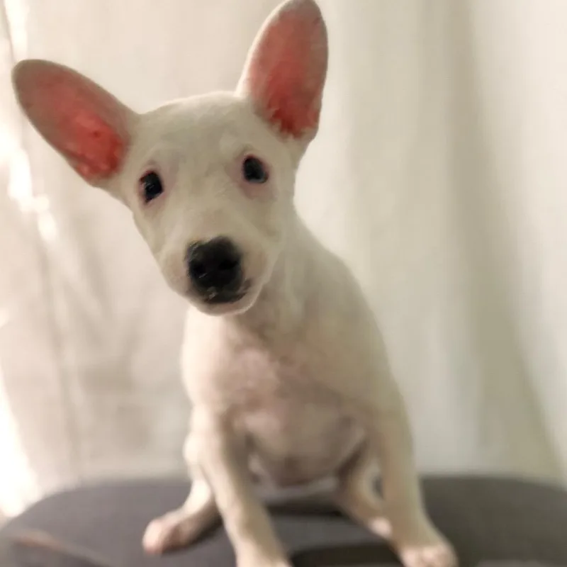 Lambchop