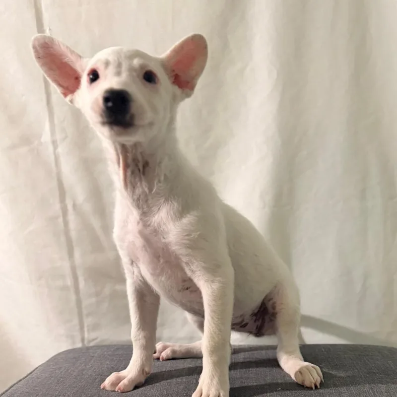 Lambchop thumbnail 3