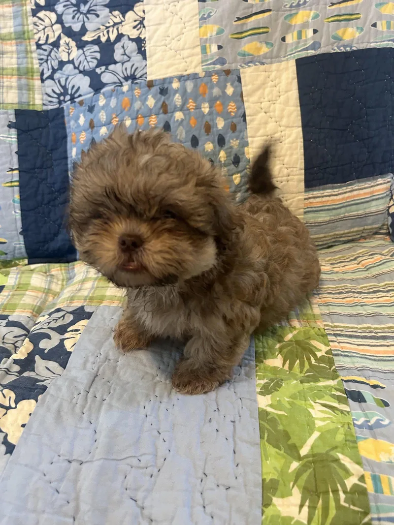 A baby small-sized male Shih Tzu dog named Benson for adoption in Pipe Creek, TX