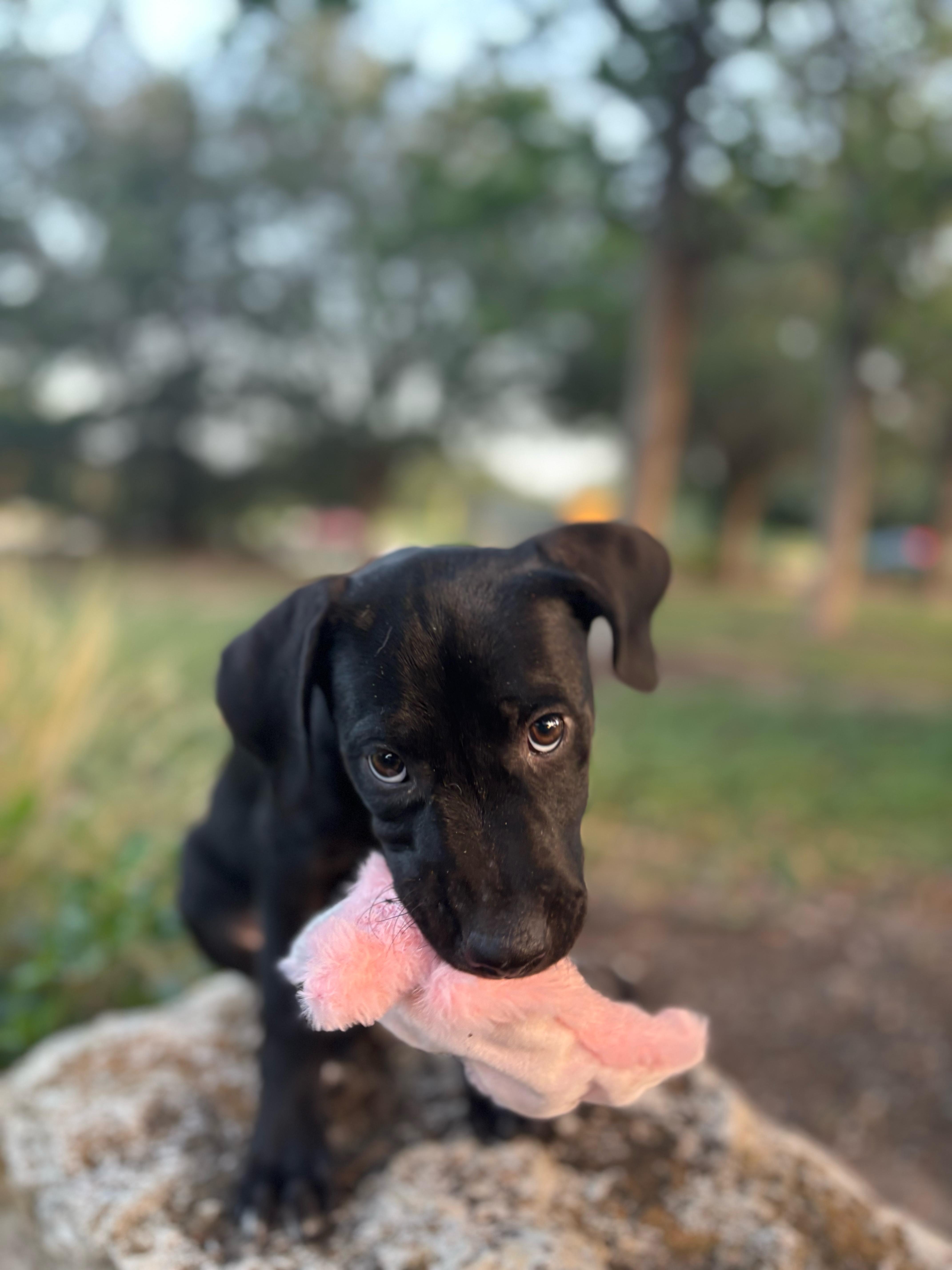 A baby medium-sized female Black Labrador Retriever dog named Shimmer for adoption in Pflugerville, TX
