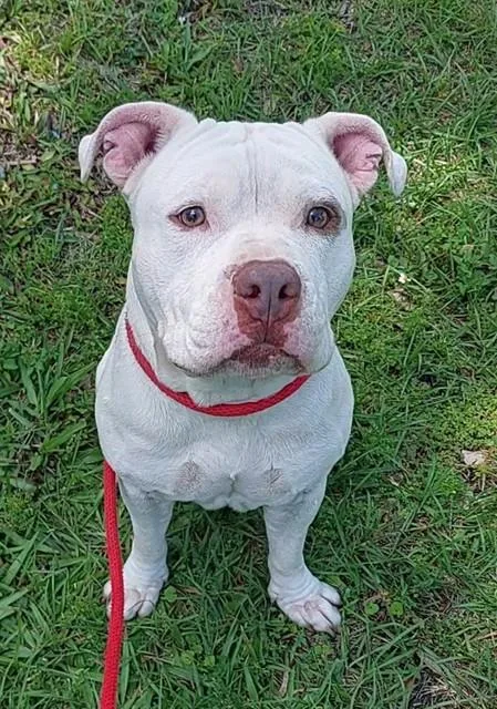 An adult medium-sized male American Staffordshire Terrier dog named Caine for adoption in Fort Lauderdale, FL