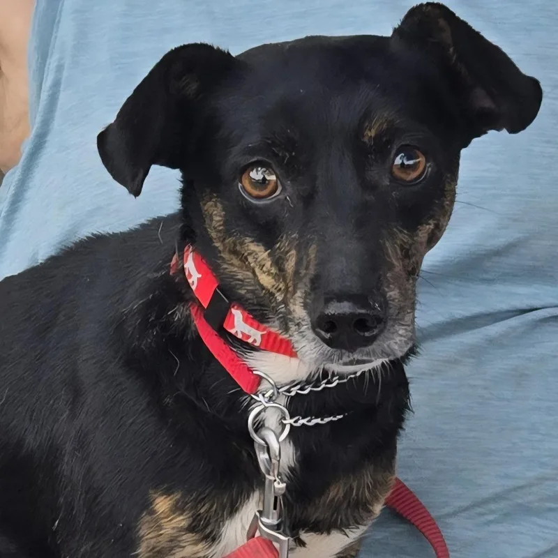An adult small-sized female Black Chihuahua dog named Hanna for adoption in Floresville, TX
