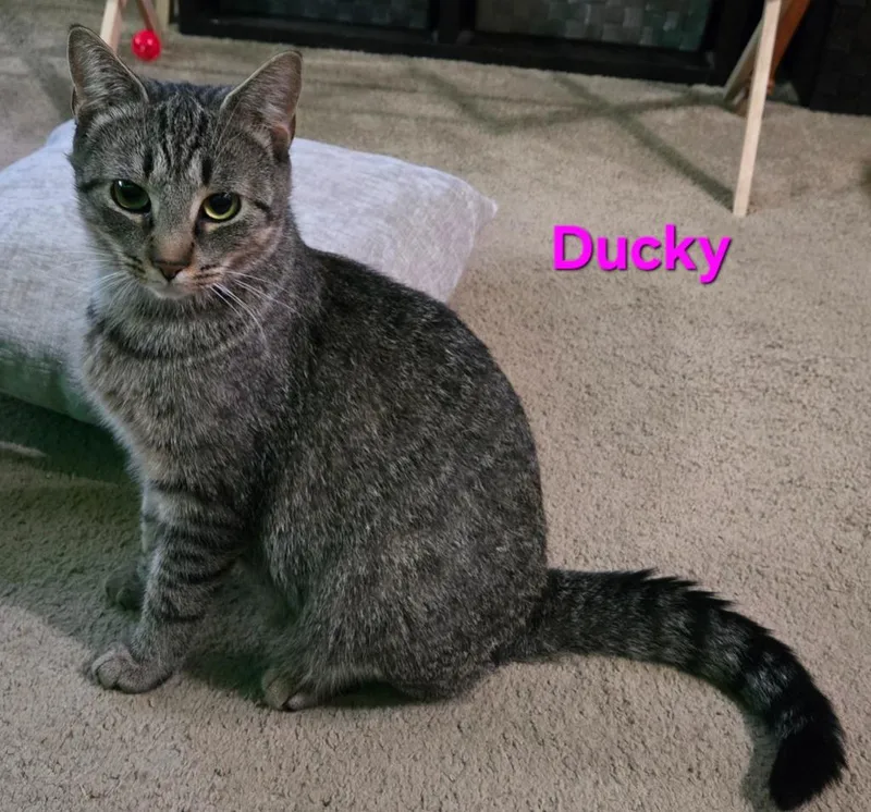 Ducky thumbnail 2