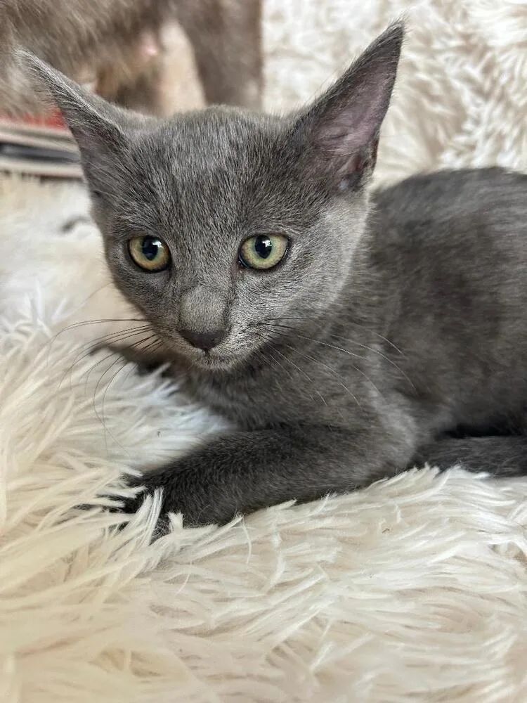 A baby medium-sized female Blue Point Domestic Short Hair cat named Hope for adoption in Oceanside, CA