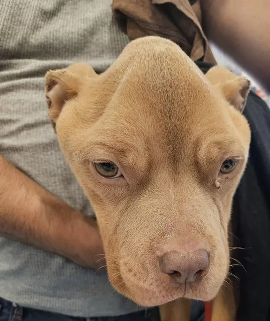 A young medium-sized male Mixed Breed dog named Tacobell for adoption in Palmetto, FL