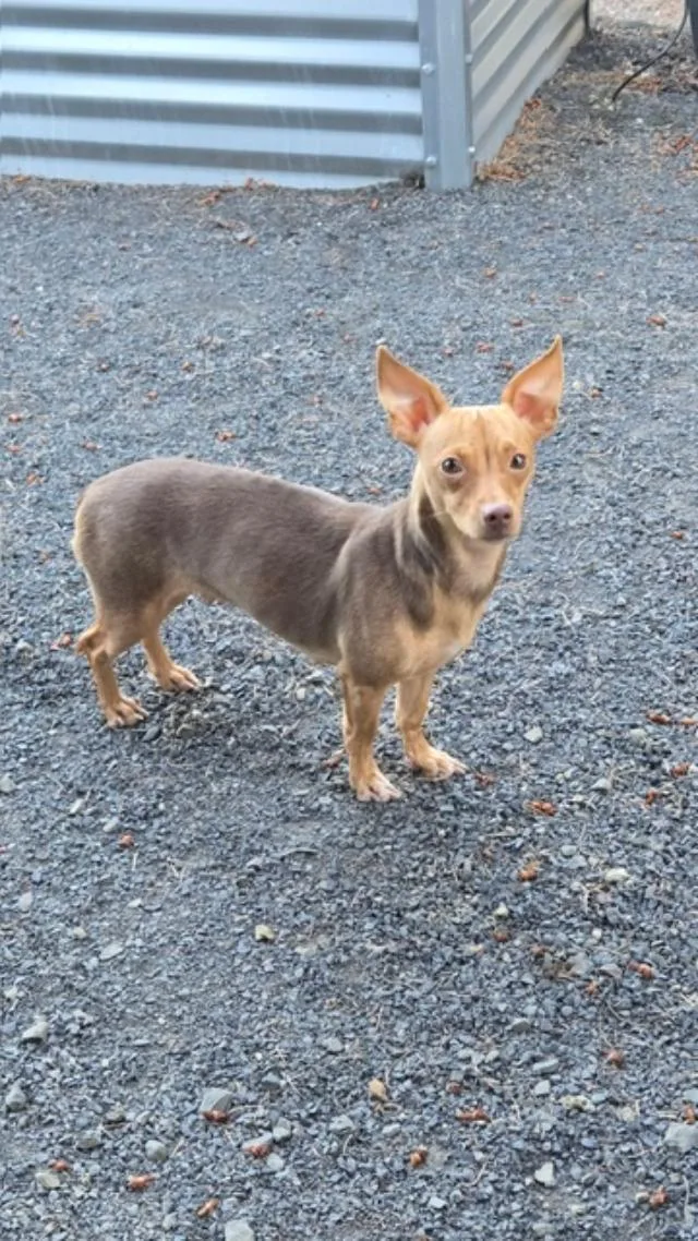 A young small-sized female Chihuahua dog named Kaylee for adoption in Amity, OR