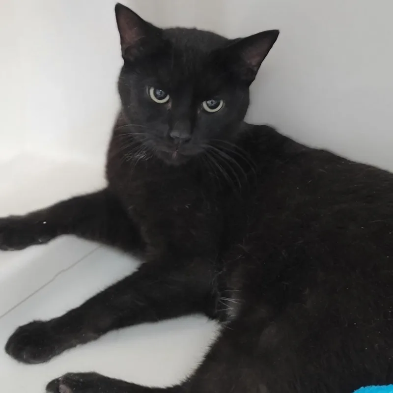 An adult medium-sized female Black Domestic Short Hair cat named Smoke for adoption in La Grange, KY