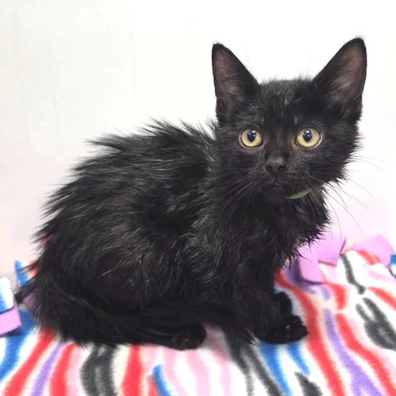A baby small-sized male Black Domestic Short Hair cat named Kale for adoption in Fort Wayne, IN