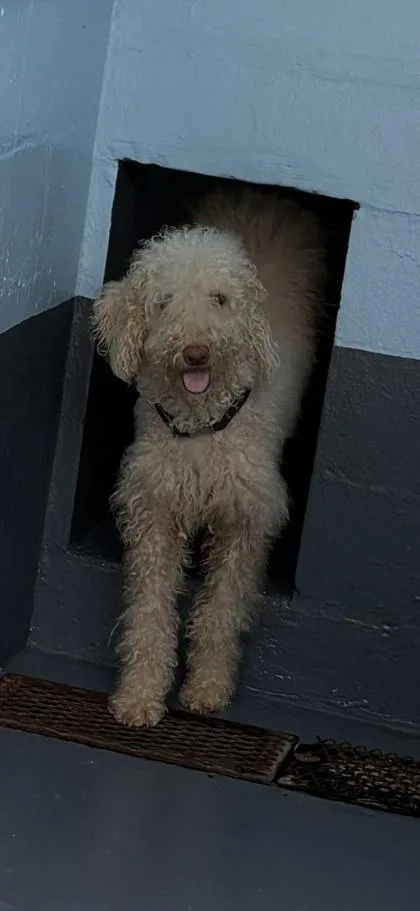 A young small-sized female Standard Poodle dog named Zoey for adoption in Daytona Beach, FL