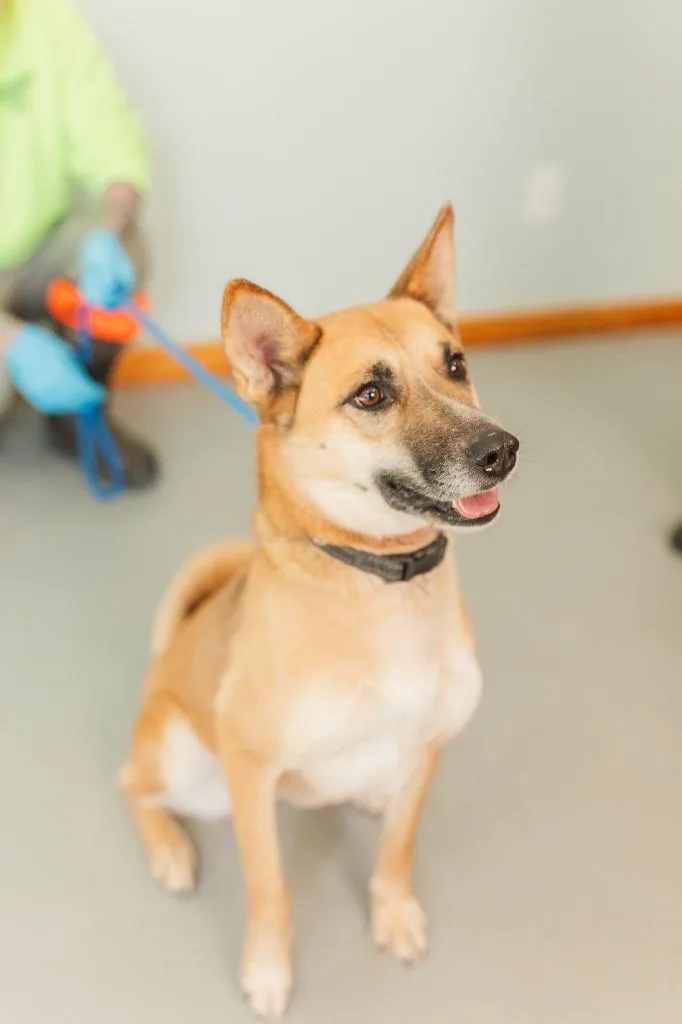 A young large-sized female Mixed Breed dog named Clover for adoption in Lawrenceburg, TN
