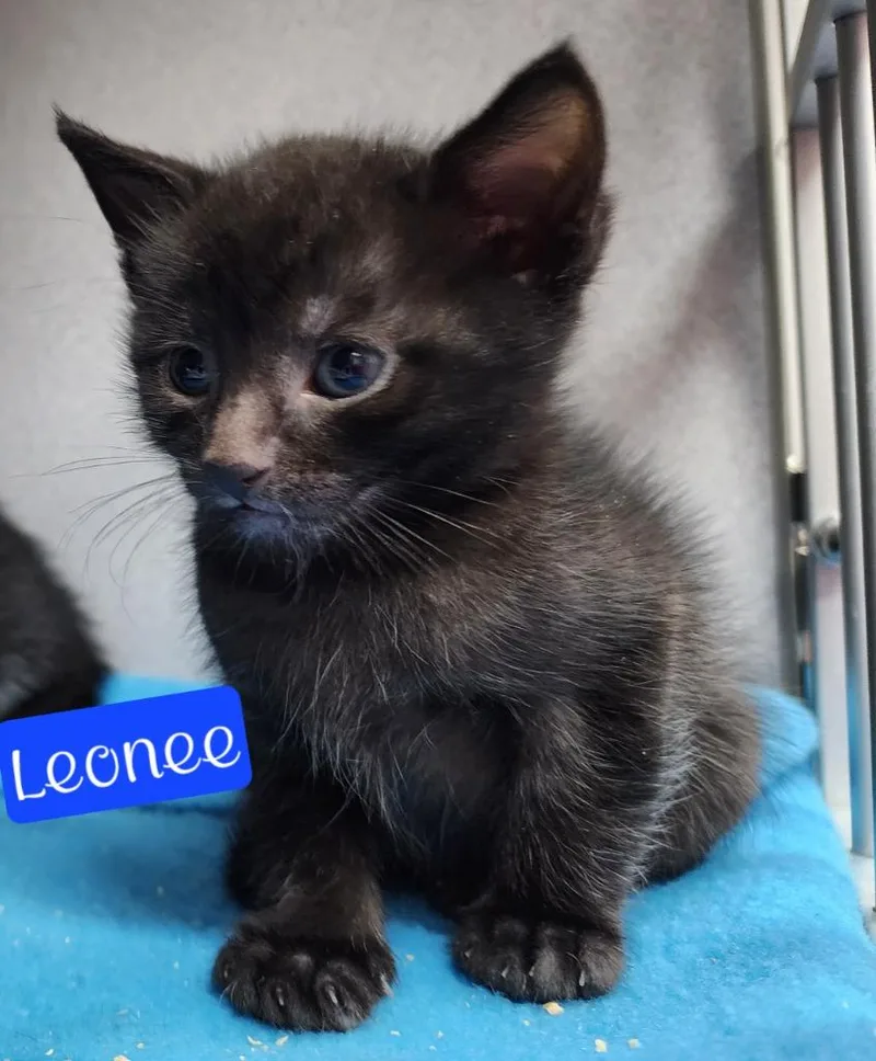 A young medium-sized male Domestic Short Hair cat named Blaze for adoption in Jim Thorpe, PA