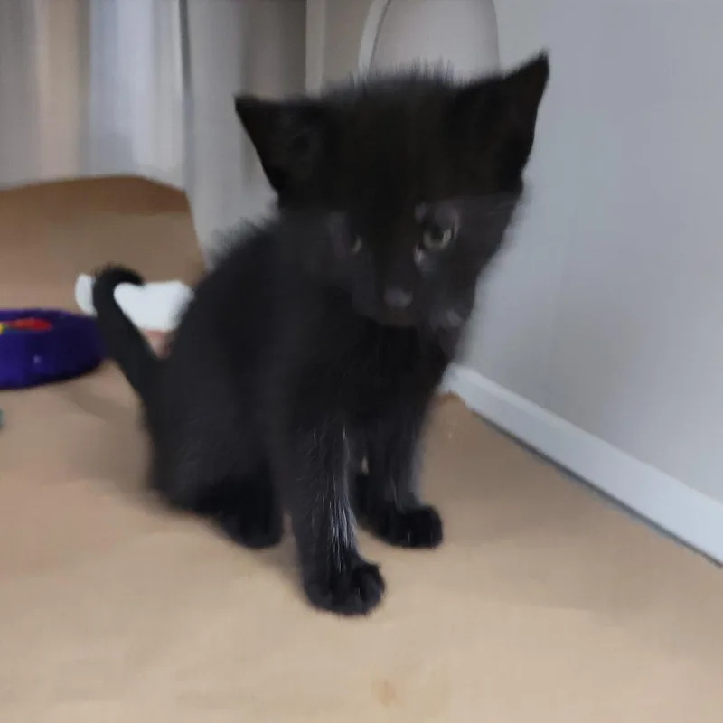 A baby small-sized female Brown / Chocolate Domestic Short Hair cat named Minnie for adoption in Lake Panasoffkee, FL