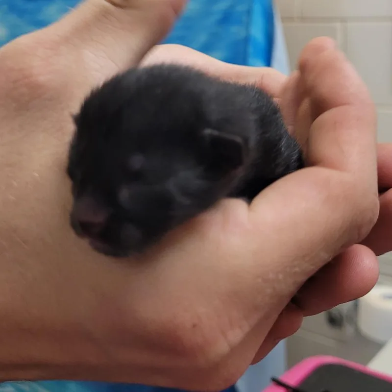Minnie thumbnail 3