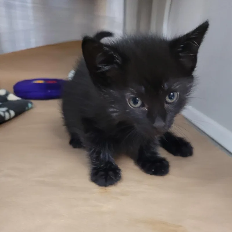 Minnie thumbnail 4
